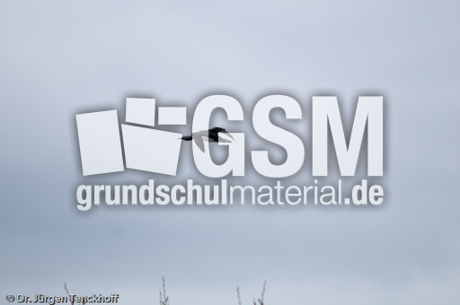 Sterntaucher (18 von 20).jpg